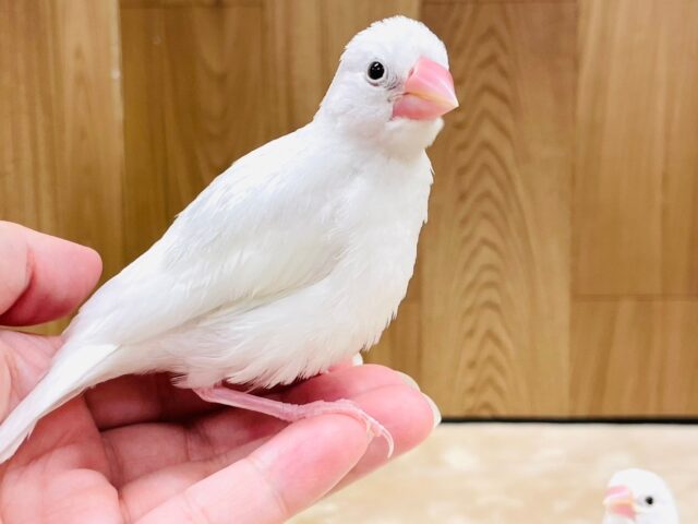 白文鳥