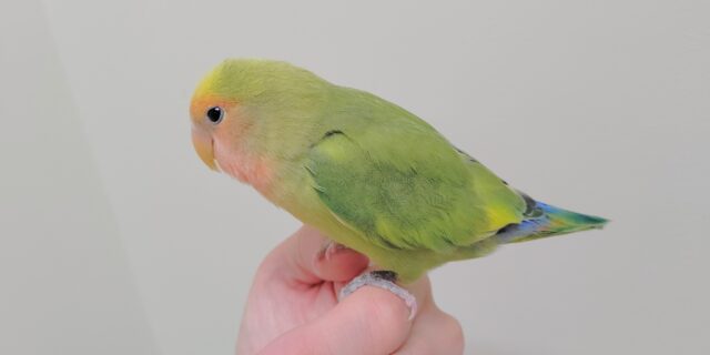 コザクラインコ（小桜インコ）