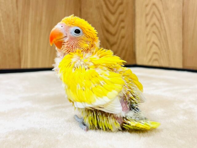 ヤマブキボタンインコ