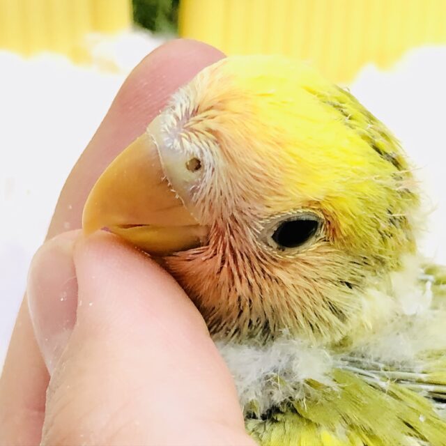コザクラインコ（小桜インコ）