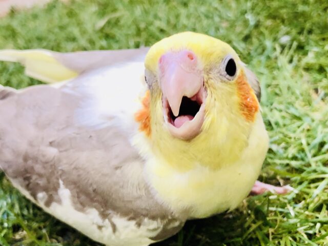 【最新画像更新☆☆】むちむちの安心感♪♪　オカメインコ