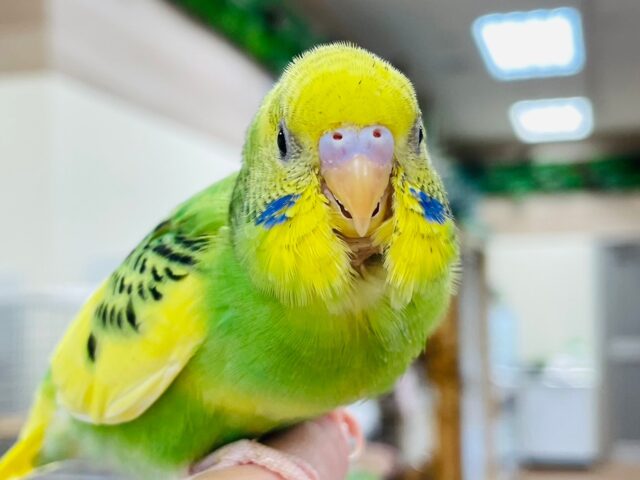 セキセイインコ