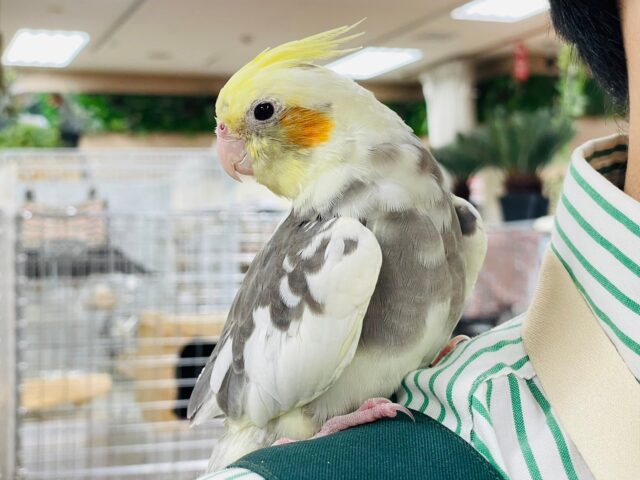 オカメインコ