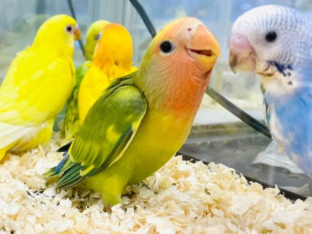 コザクラインコ（小桜インコ）