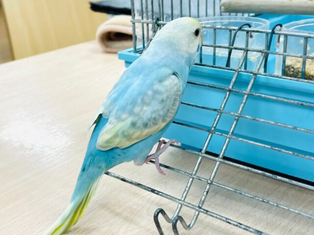 セキセイインコ