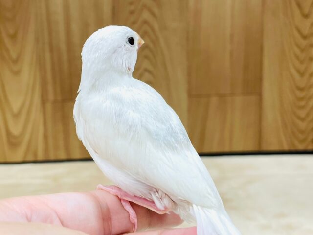 白文鳥