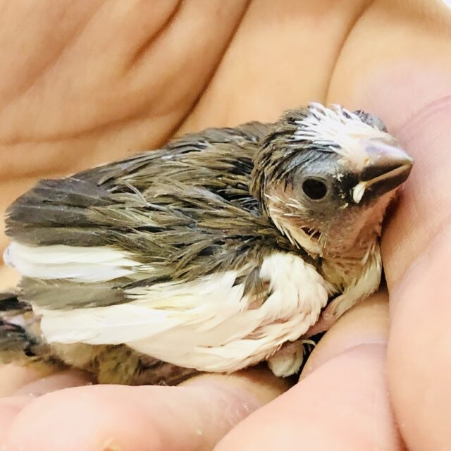 十姉妹（ジュウシマツ）