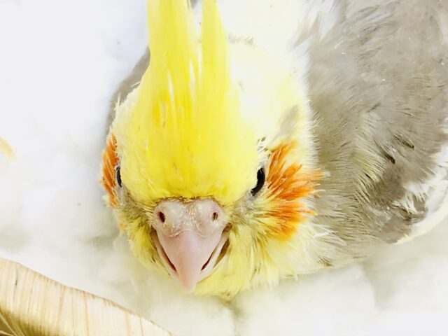 オカメインコ