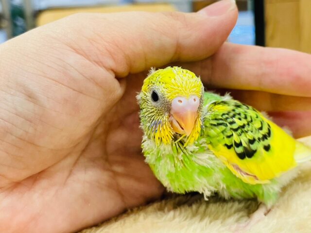 セキセイインコ