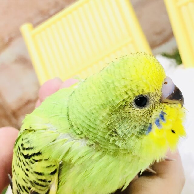 セキセイインコ