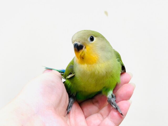 コザクラインコ（小桜インコ）