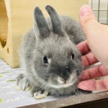 【最新画像・動画更新🪄広場デビューしました⭐︎】濃い目ブルーが魅力です♡ネザーランドドワーフ（ブルーマーチン）女の子