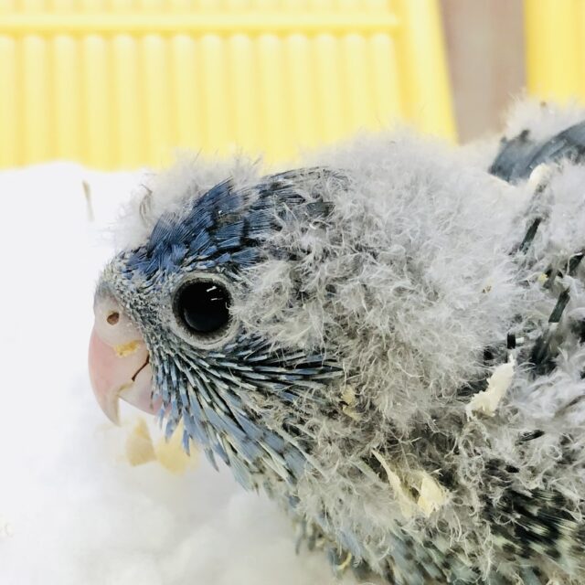 サザナミインコ