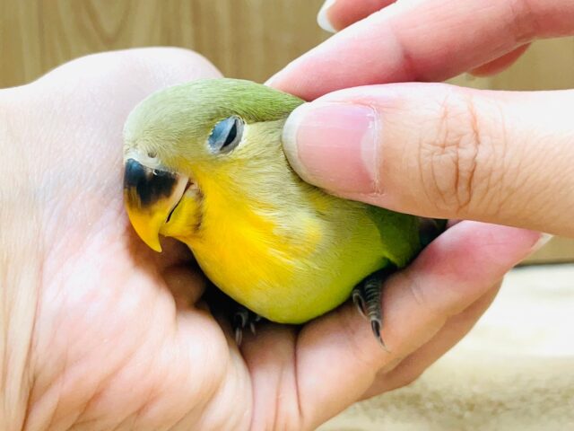 コザクラインコ（小桜インコ）