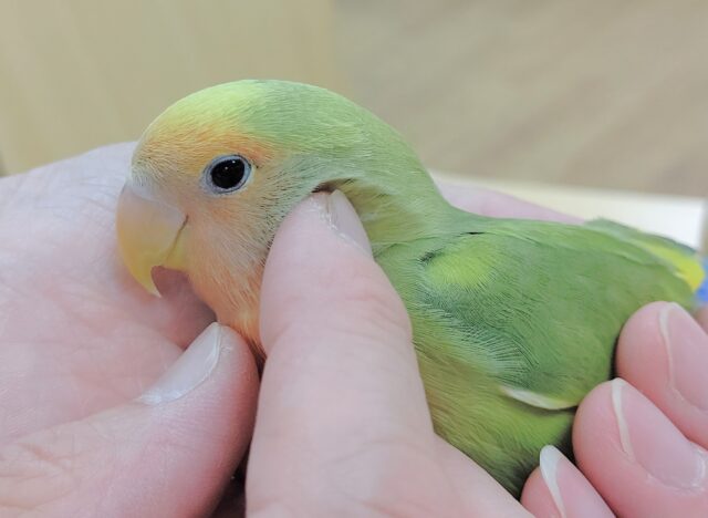 コザクラインコ（小桜インコ）