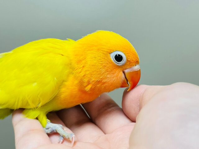 ヤマブキボタンインコ