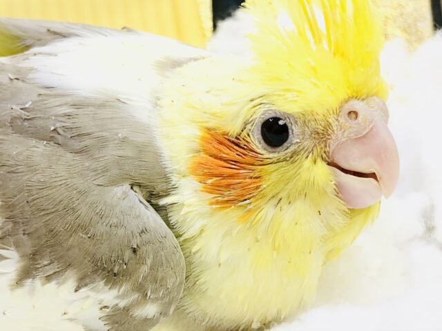 オカメインコ