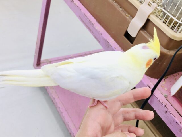 オカメインコ