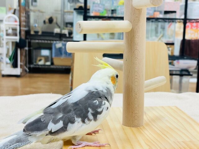 オカメインコ