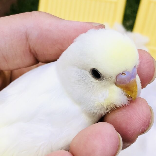 色の緩急が可愛いカラー♪♪　セキセイインコ