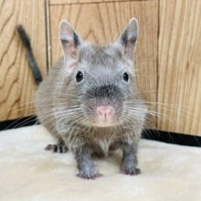 【動画更新🪄】ほろ苦チョコレートはいかが？🍫デグー（チョコレート）男の子