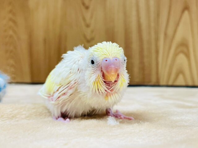 セキセイインコ