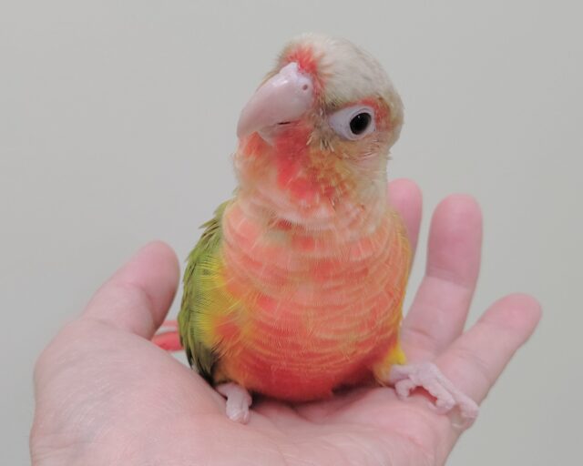 ホオミドリウロコインコ