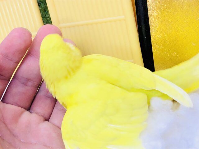 セキセイインコ