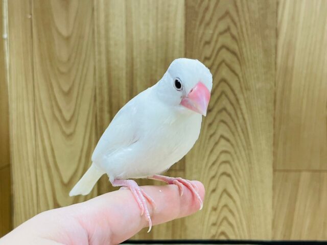 白文鳥