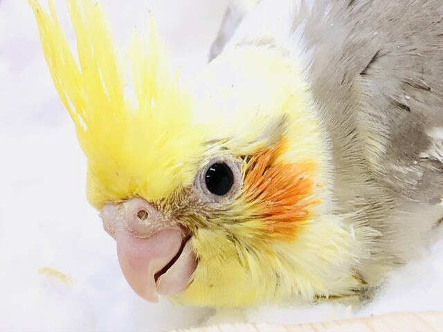 オカメインコ