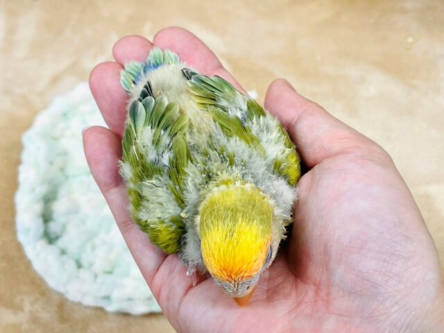 コザクラインコ（小桜インコ）