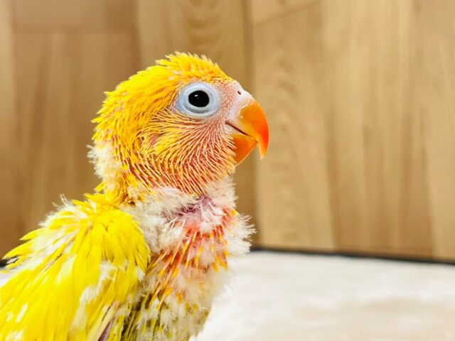 ヤマブキボタンインコ