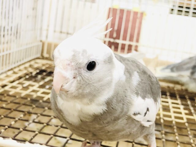 オカメインコ