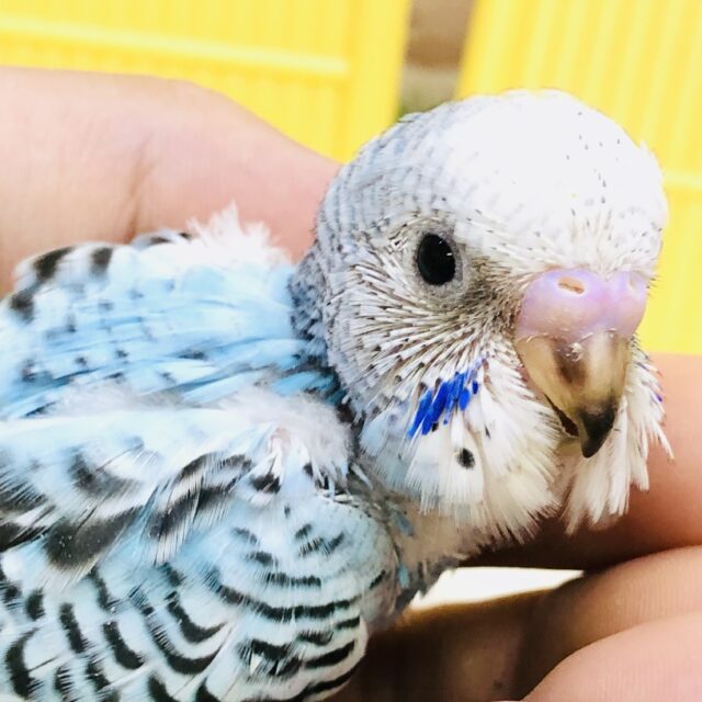 シャリシャリラムネカラー🍨　セキセイインコ