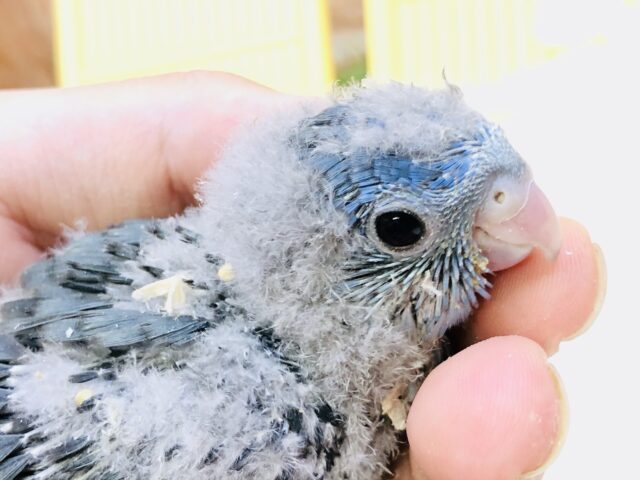 サザナミインコ