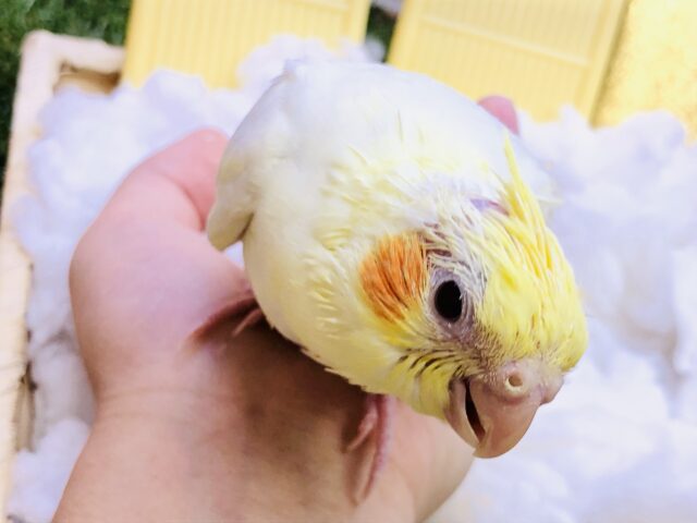 オカメインコ