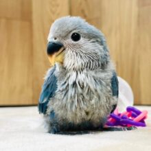濃いブルーに魅了されます💙コザクラインコ（ブルーチェリー）ヒナ