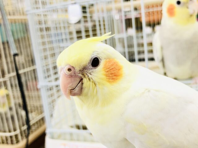 オカメインコ