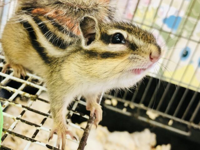 シマリス（ノーマル）