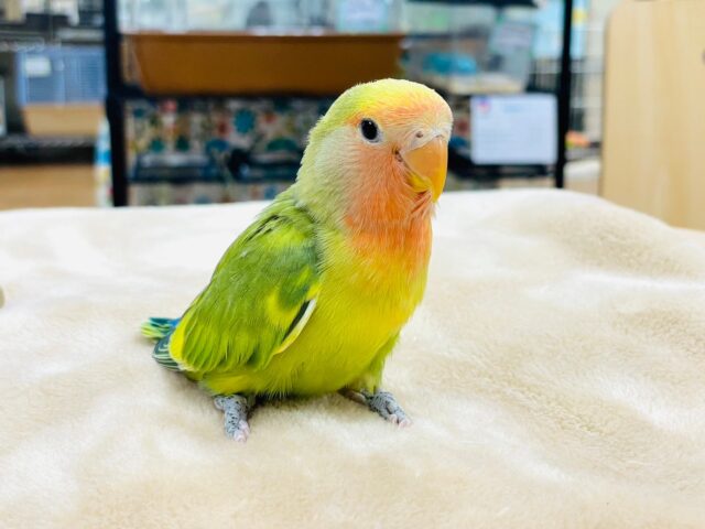 コザクラインコ（小桜インコ）