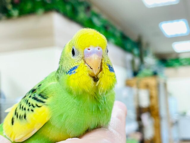 セキセイインコ