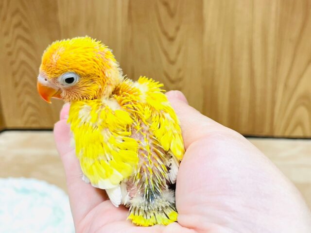 ヤマブキボタンインコ