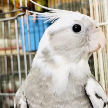 【最新画像更新☆☆】将～来～は～大物だぞ～(*´ω｀*)　オカメインコ