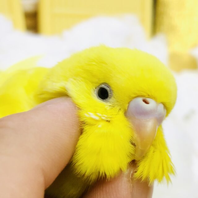 優等生ちゃんだよ👓　セキセイインコ