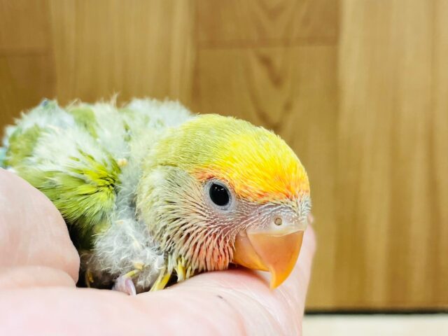 コザクラインコ（小桜インコ）