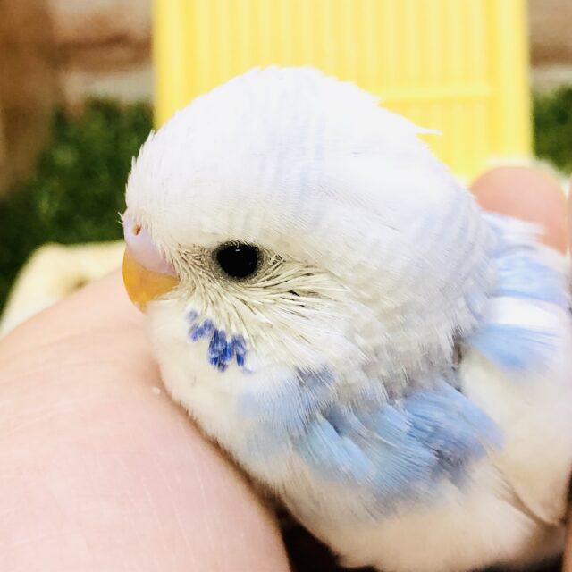 すかっと晴れやかカラー🌅　セキセイインコ