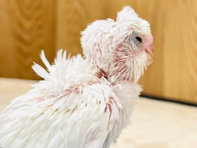 羽衣セキセイインコ