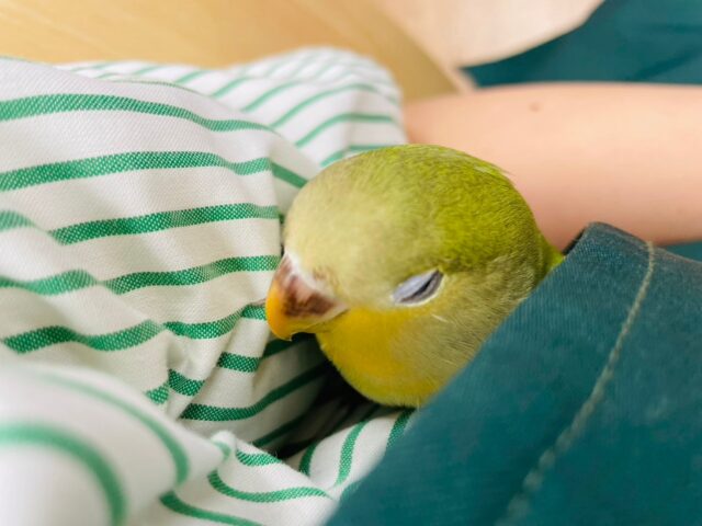 コザクラインコ（小桜インコ）