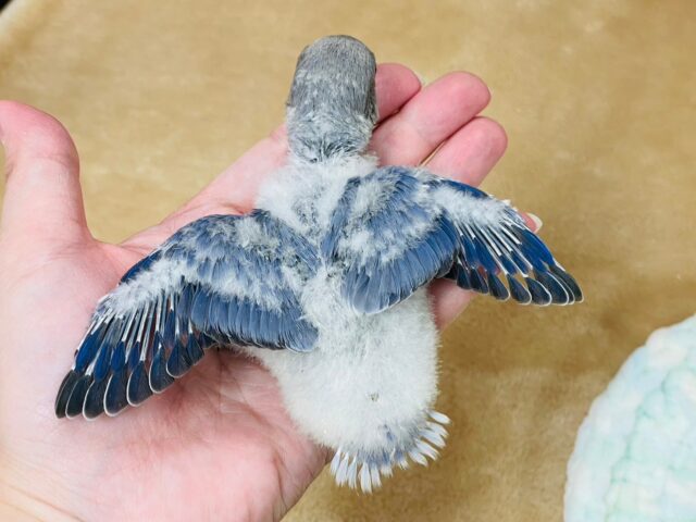 コザクラインコ（小桜インコ）