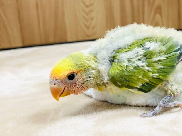 コザクラインコ（小桜インコ）